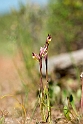 Serapias parviflora_DSC6853