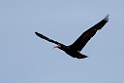 Eremit ibis.20160313_7198
