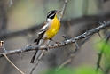 Golden-breasted Bunting.20141109_0729