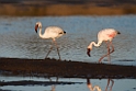 Lesser Flamingo.20141105_0200