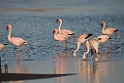Lesser Flamingo.20141105_0219