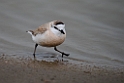 White-fronted Plover.20141105_0164