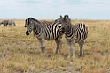 Zebra.20141109_1134