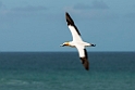 Australian Gannet.20121113_5391