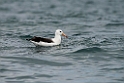 Black-browed Albatross.20121121_6142