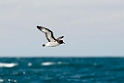 Cape Petrel.20121121_6635