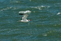 Caspian Tern.20121118_5841