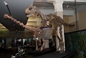 Dinusaur Auckland Museum.20121111_5167