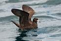Flesh-footed Shearwater.20121116_5626
