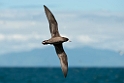 Flesh-footed Shearwater.20121116_5704
