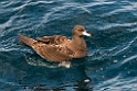 Flesh-footed shearwater.20121116_5553
