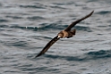 Flesh-footed shearwater.20121116_5557