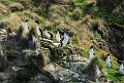 King cormorant.20121120_5895