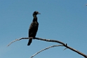 Little Black Cormorant.20121120_6070