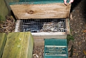 Little Blue pinguin nest box.20121120_5983