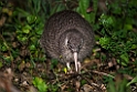 Little Spotted Kiwi.20121115_5500
