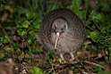 Little Spotted Kiwi.20121115_5504