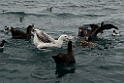 New Zealand Albatross.20121121_6096