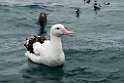 New Zealand Albatross.20121121_6105