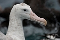 New Zealand Albatross.20121121_6129
