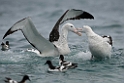 New Zealand Albatross.20121121_6163