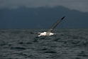 New Zealand Albatross.20121121_6245