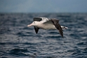 New Zealand Albatross.20121121_6273