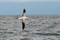 New Zealand Albatross.20121121_6299