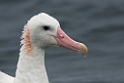 New Zealand Albatross.20121121_6337