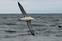 New Zealand Albatross.20121121_6430