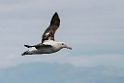 New Zealand Albatross.20121121_6435