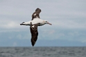 New Zealand Albatross.20121121_6437