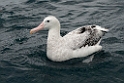 New Zealand Albatross.20121121_6505