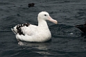 New Zealand Albatross.20121121_6536