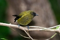 New Zealand Bellbird.20121115_5452