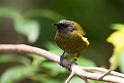 New Zealand Bellbird.20121115_5461