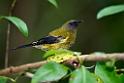 New Zealand Bellbird.20121115_5466
