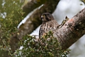 New Zealand Falcon.20121128_7308