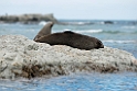 New Zealand Fur Seal.20121121_6659