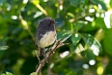 New Zealand Robin.20121120_5974