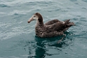 Northern Giant Petrel.20121121_6108