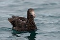 Northern Giant Petrel.20121121_6122
