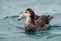 Northern Giant Petrel.20121121_6127