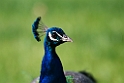 Peacock.20121116_5771