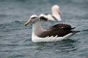 Salvin's Albatross.20121121_6120