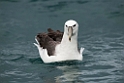 Salvin's Albatross.20121121_6152