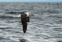 Salvin's Albatross.20121121_6310