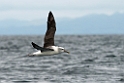 Salvin's Albatross.20121121_6311
