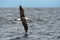 Salvin's Albatross.20121121_6315