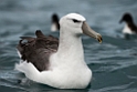 Salvin's albatross.20121121_6154